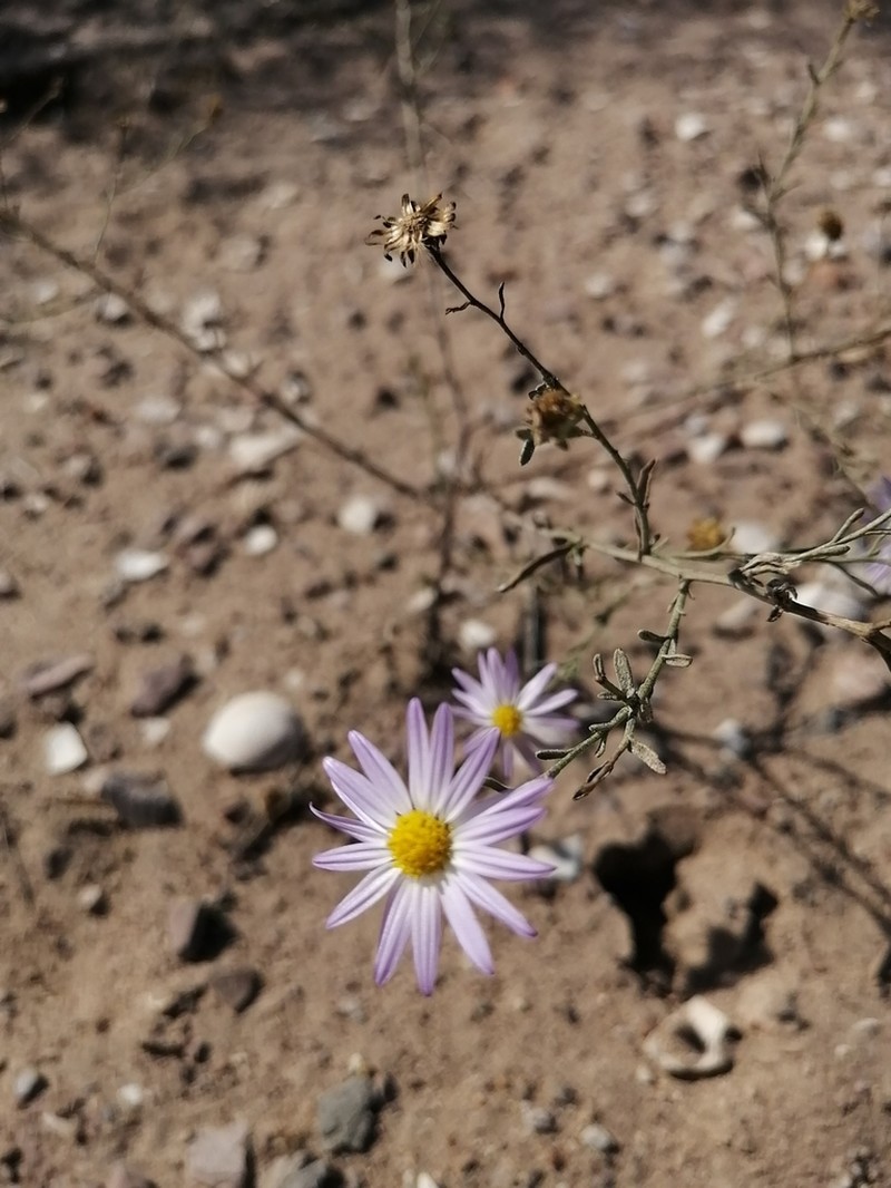 Leucosyris coulteri photo 6