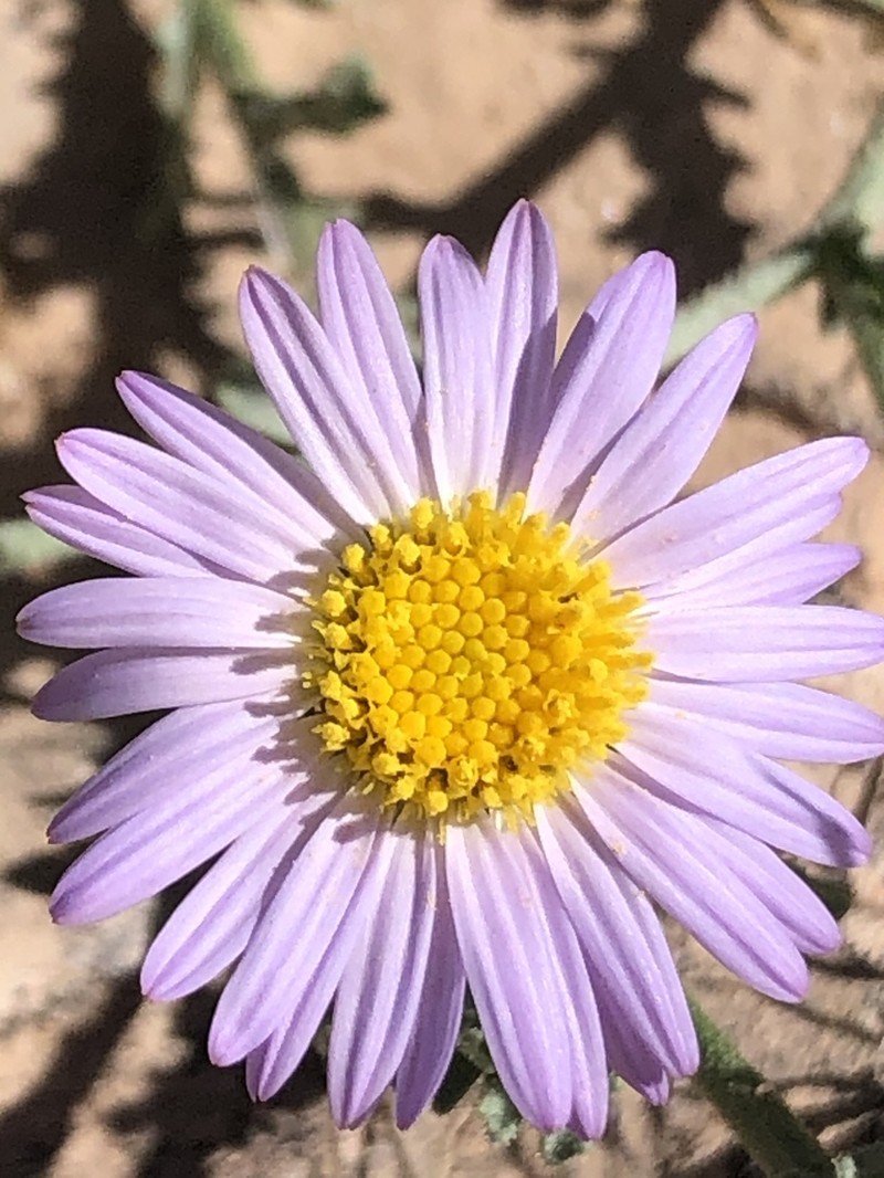 Leucosyris coulteri photo 7