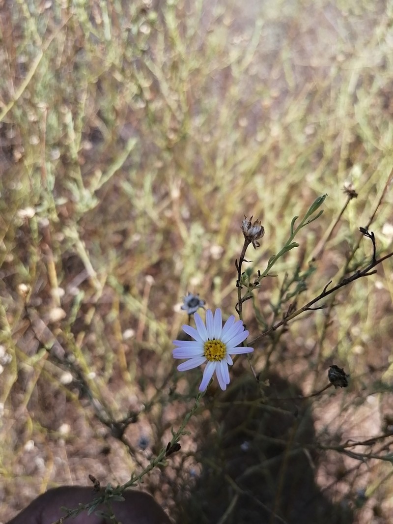 Leucosyris coulteri photo 8