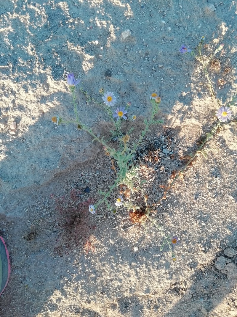 Leucosyris crispa
