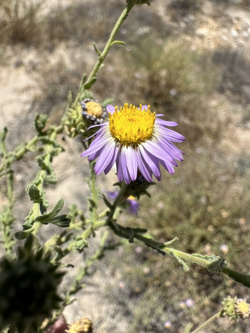 Leucosyris crispa photo 2