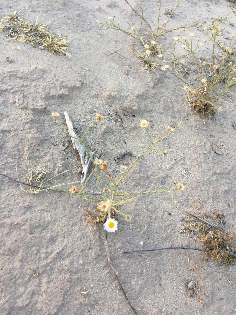 Leucosyris crispa photo 3