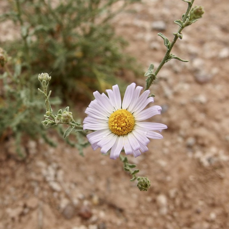 Leucosyris crispa photo 4