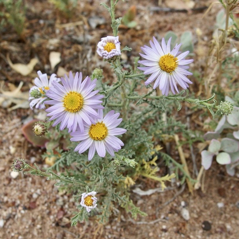 Leucosyris crispa photo 5
