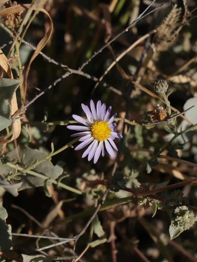 Leucosyris crispa photo 6