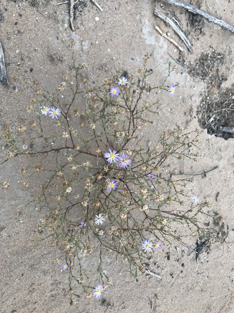 Leucosyris crispa photo 8