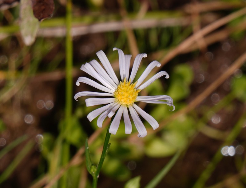 Leucosyris mattturneri photo 2