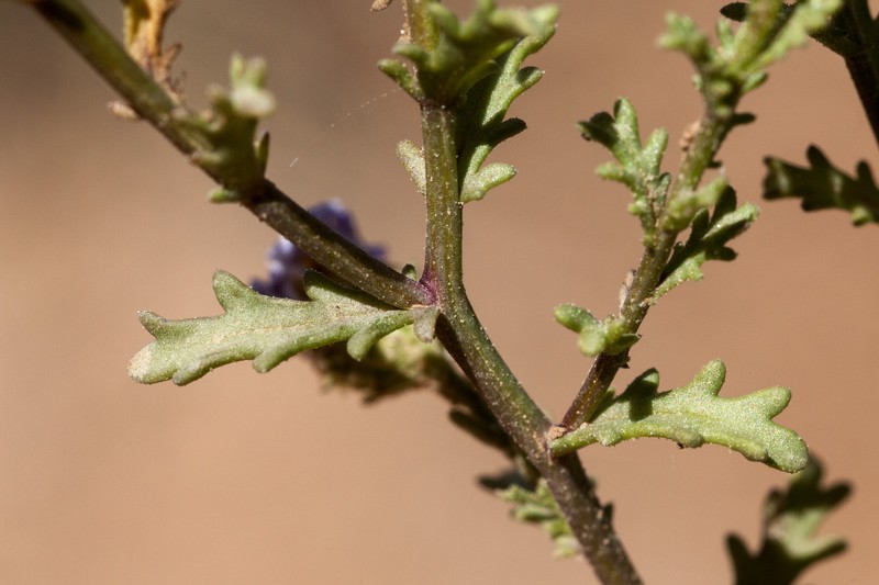 Smallflower Tansyaster