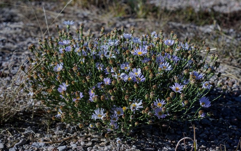 Smallflower Tansyaster