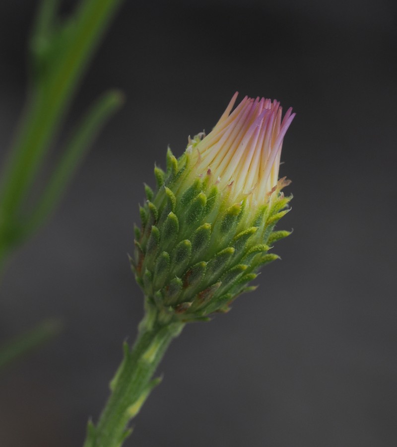 Smallflower Tansyaster photo 2