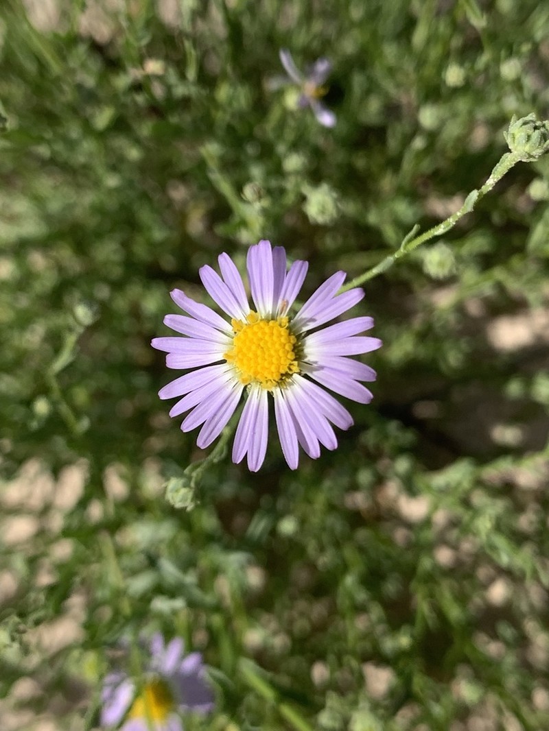Smallflower Tansyaster photo 3