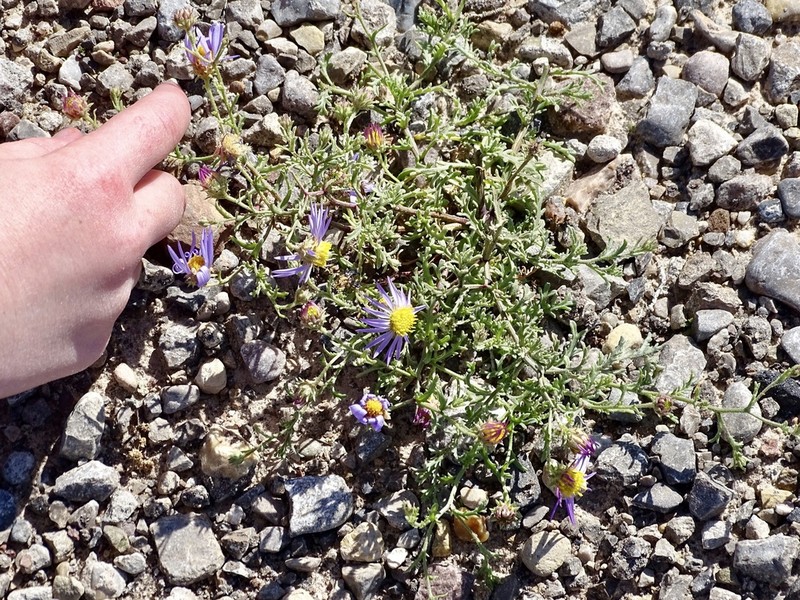 Smallflower Tansyaster photo 4