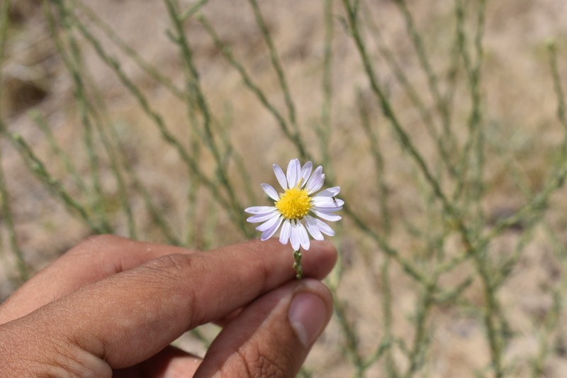 Smallflower Tansyaster photo 5