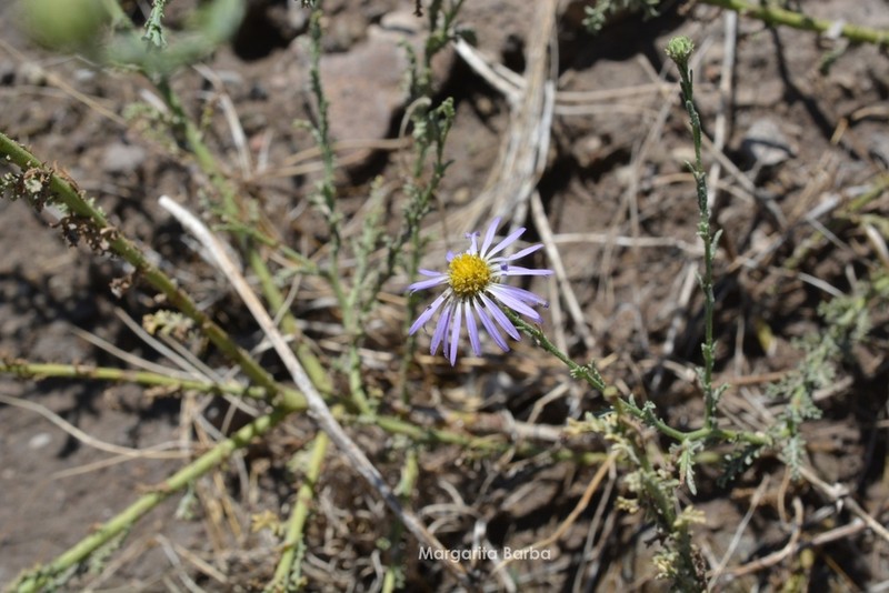 Smallflower Tansyaster photo 6