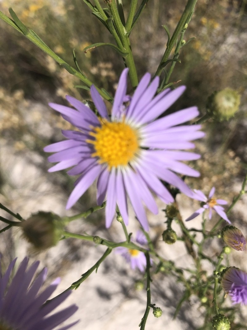 Smallflower Tansyaster photo 7