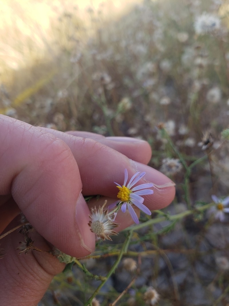 Smallflower Tansyaster photo 8