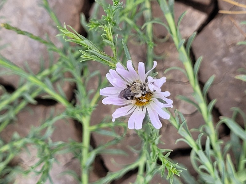 Chiricahua Mountain Tansyaster photo 4