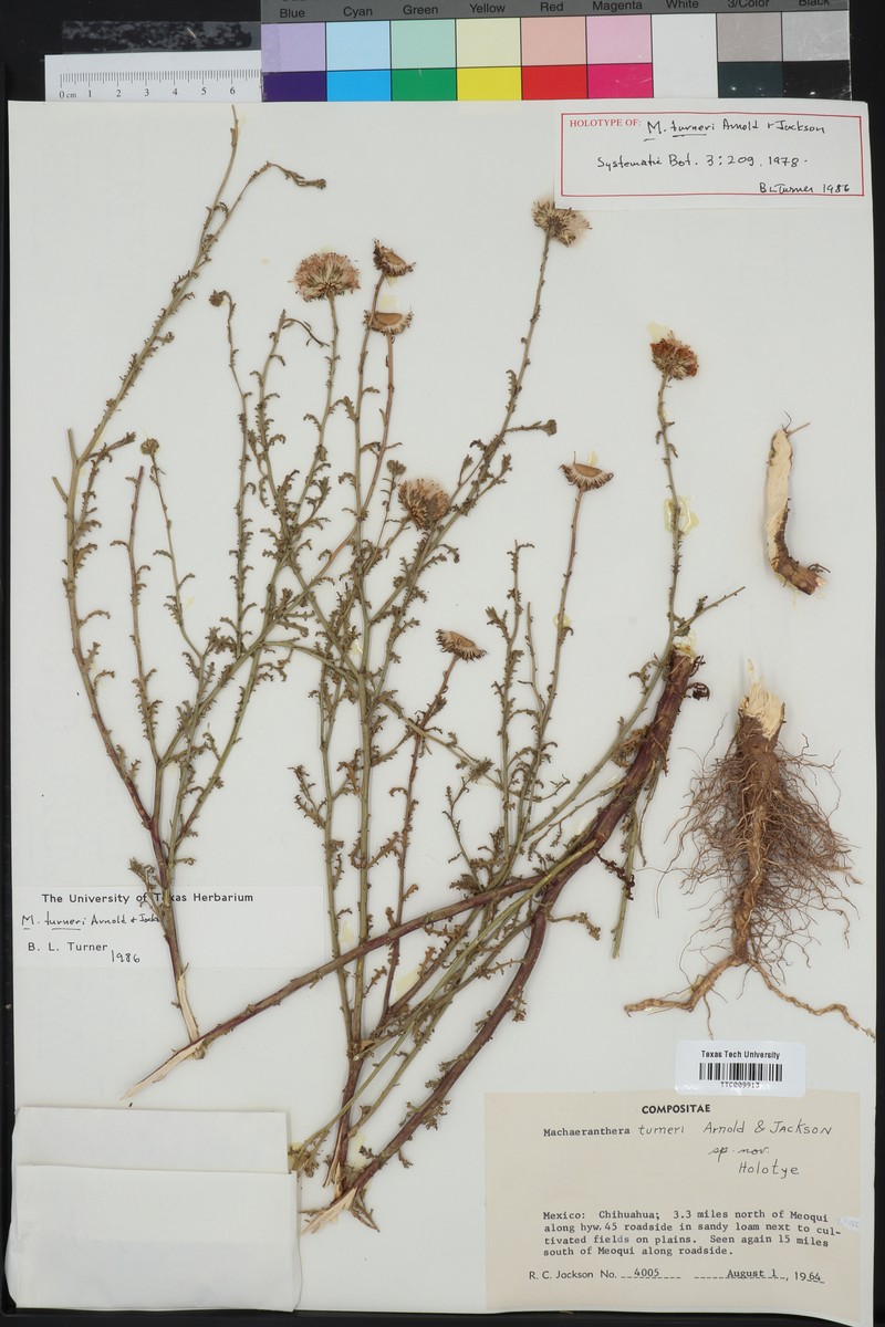 Leucosyris turneri