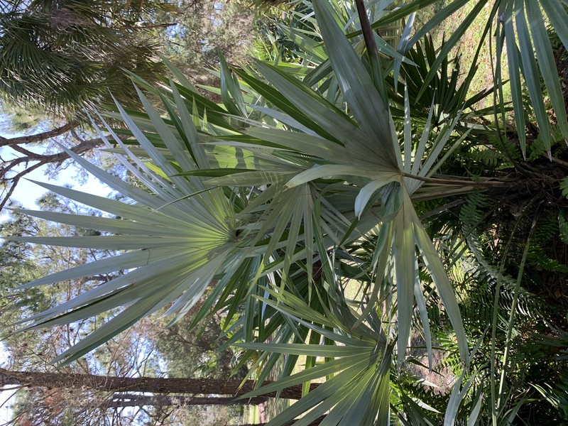 Key Thatch Palm photo 2