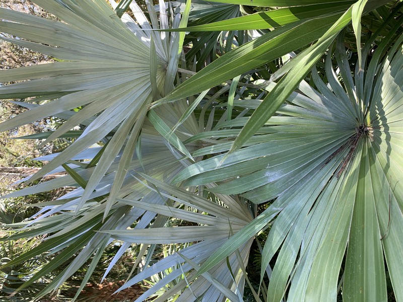 Key Thatch Palm photo 3