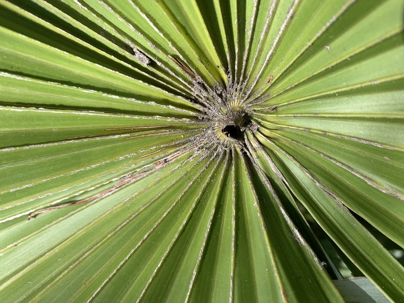 Key Thatch Palm photo 6