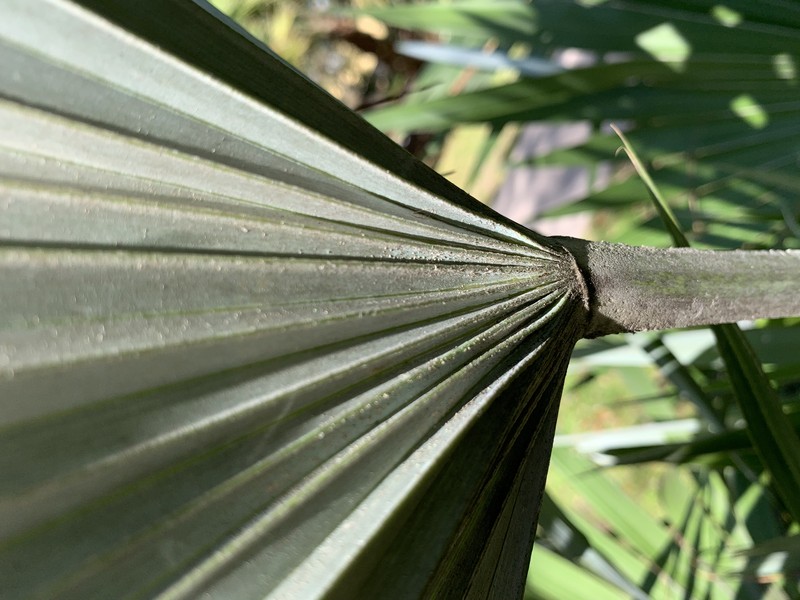 Key Thatch Palm photo 7