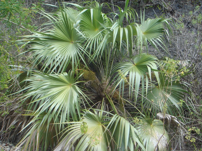 Key Thatch Palm photo 8