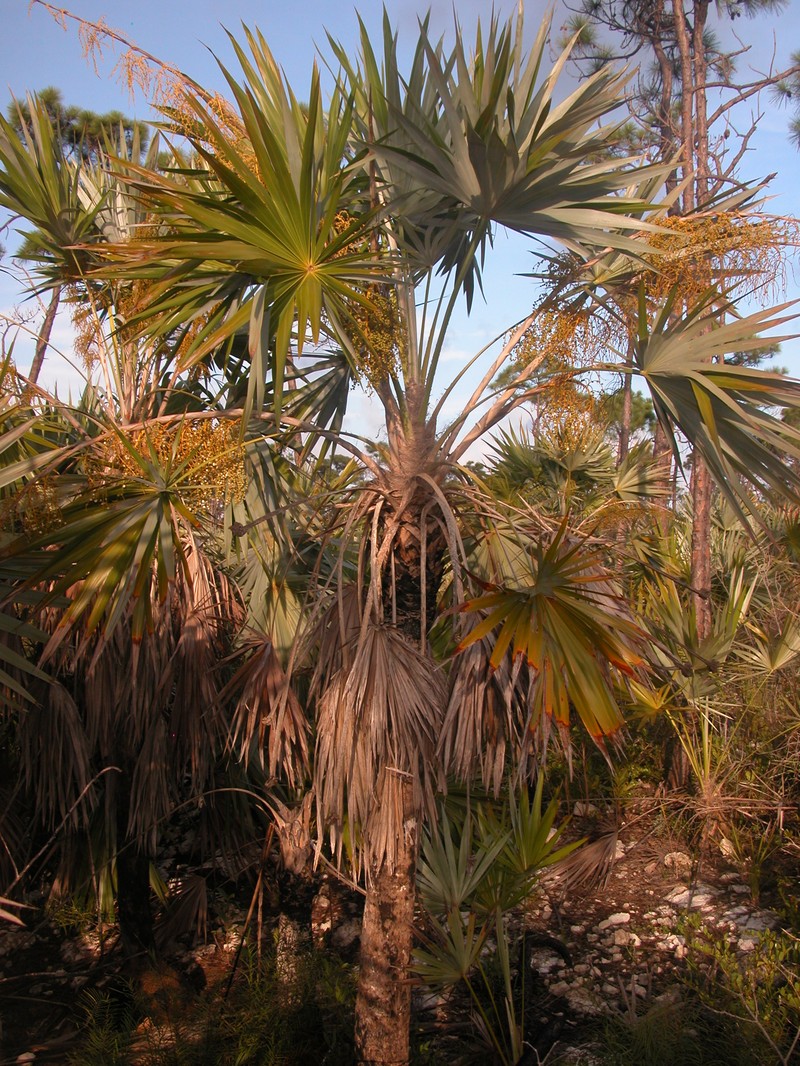 Key Thatch Palm