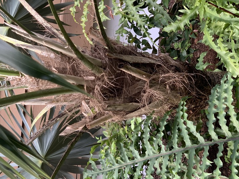 Key Thatch Palm photo 4