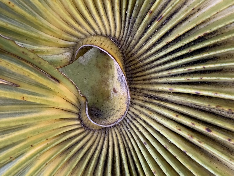 Key Thatch Palm photo 5