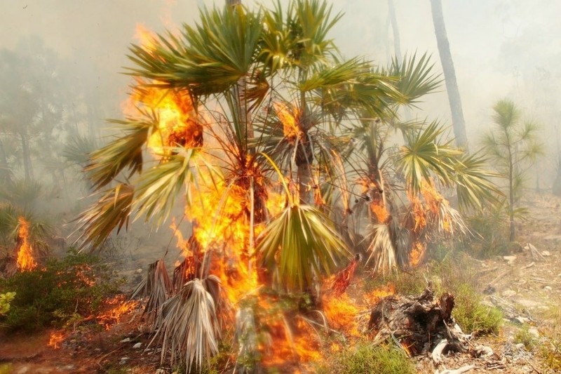 Key Thatch Palm