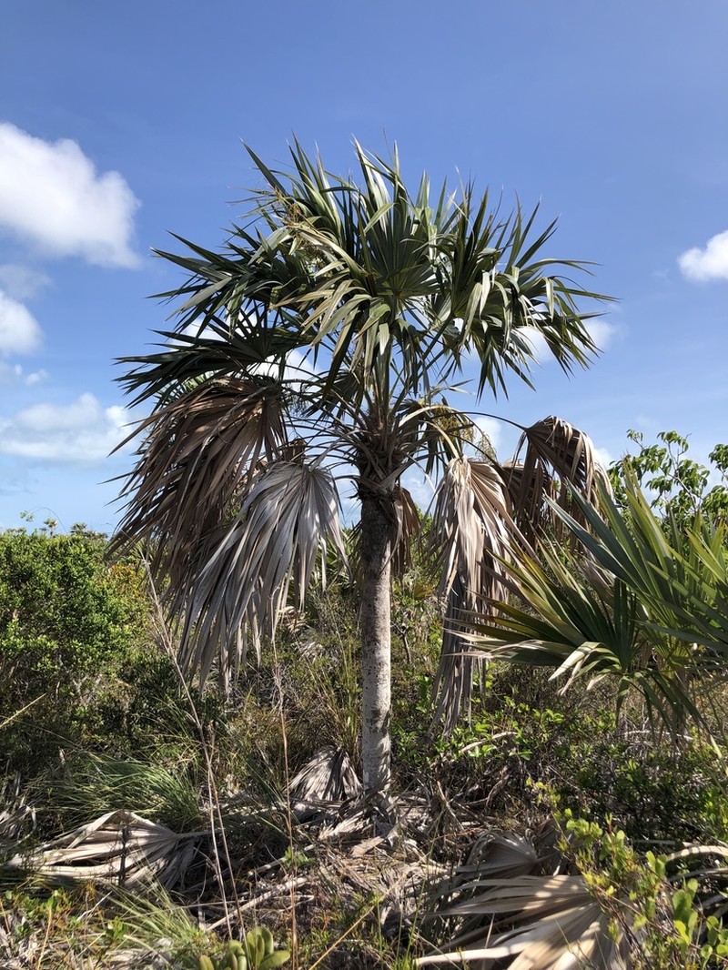 Key Thatch Palm photo 2