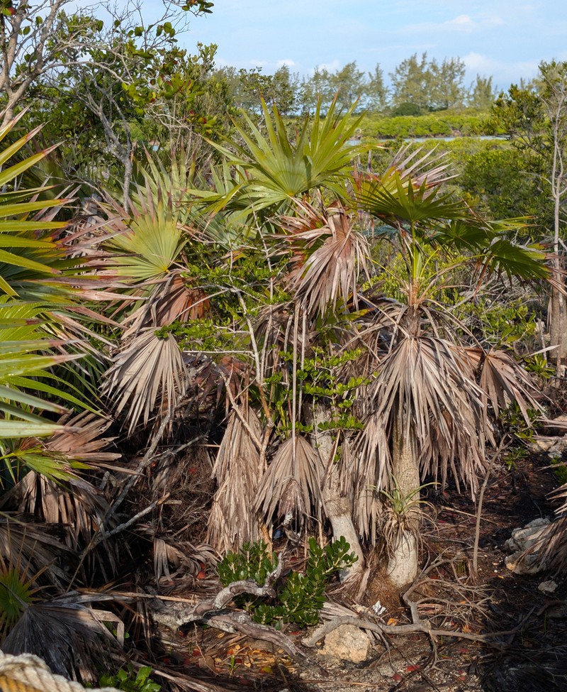 Key Thatch Palm photo 3