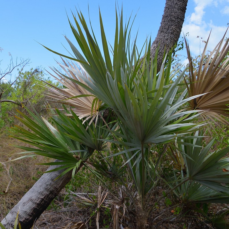 Key Thatch Palm photo 4
