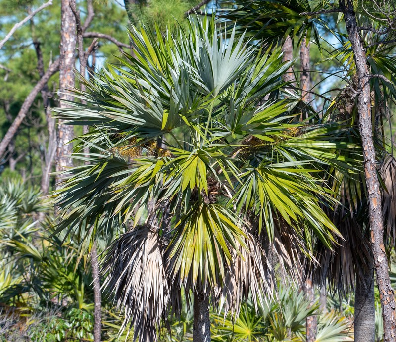 Key Thatch Palm photo 5