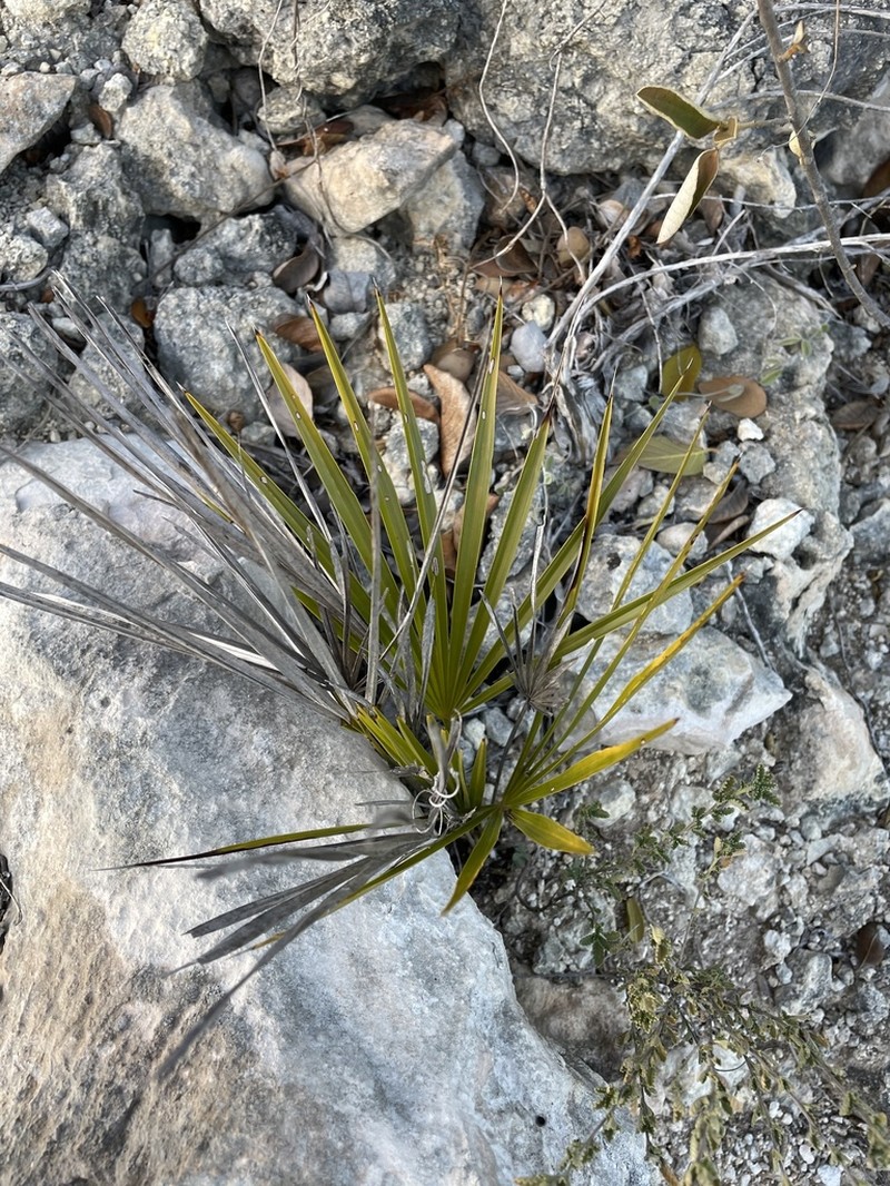 Key Thatch Palm photo 6