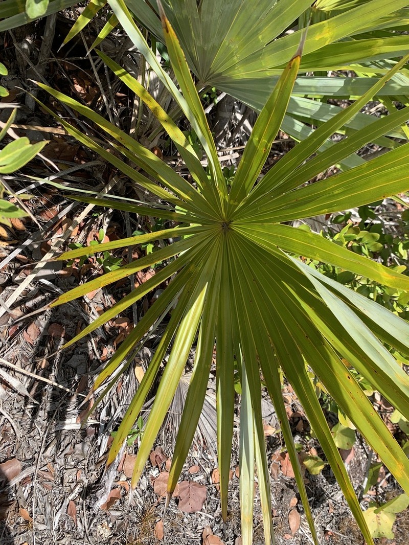 Key Thatch Palm photo 7