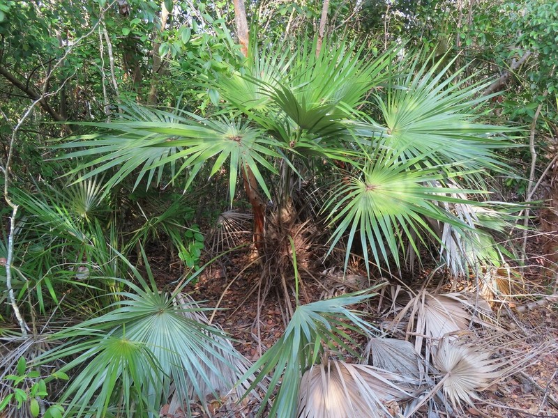 Key Thatch Palm photo 8