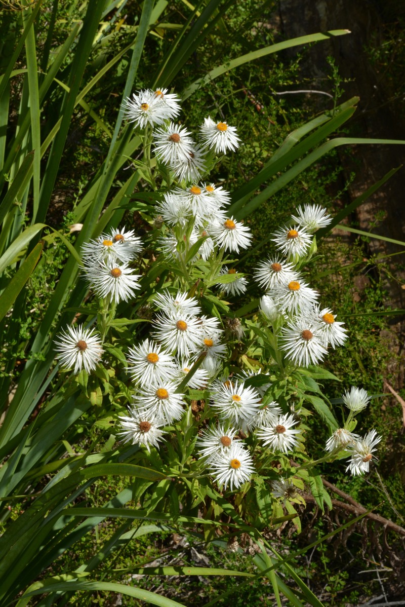 Leucozoma boormanii