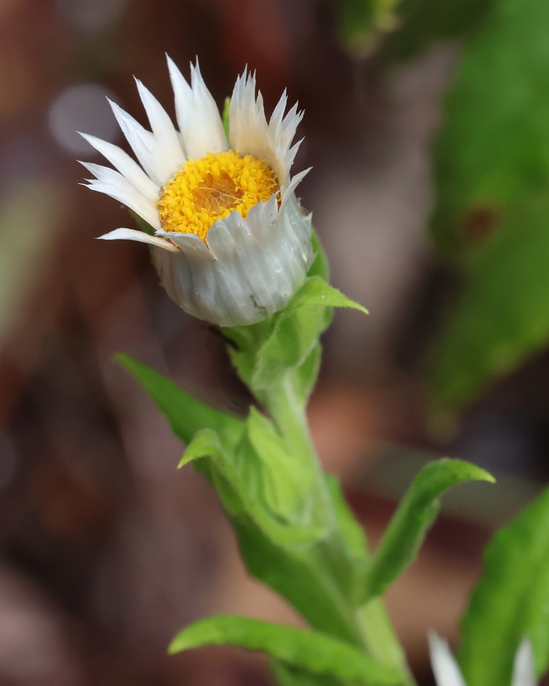 Leucozoma boormanii photo 3
