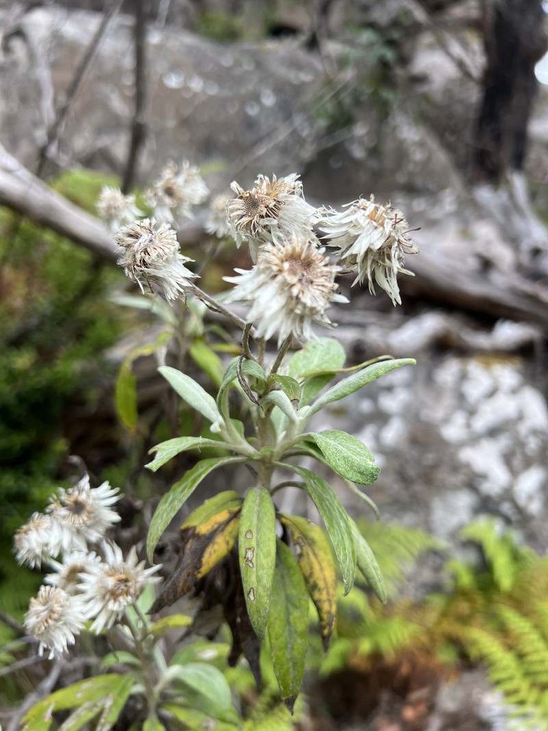 Leucozoma elatum