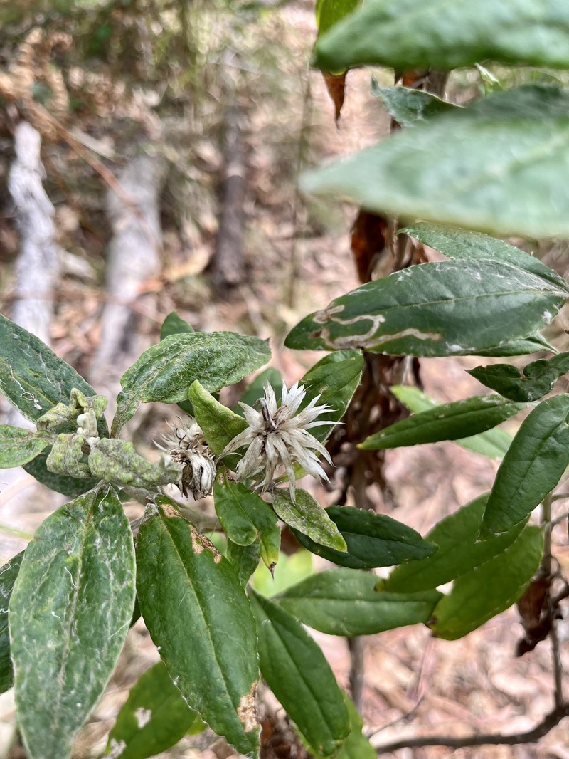 Leucozoma elatum photo 2