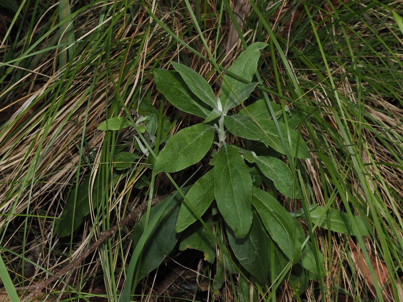 Leucozoma elatum photo 4