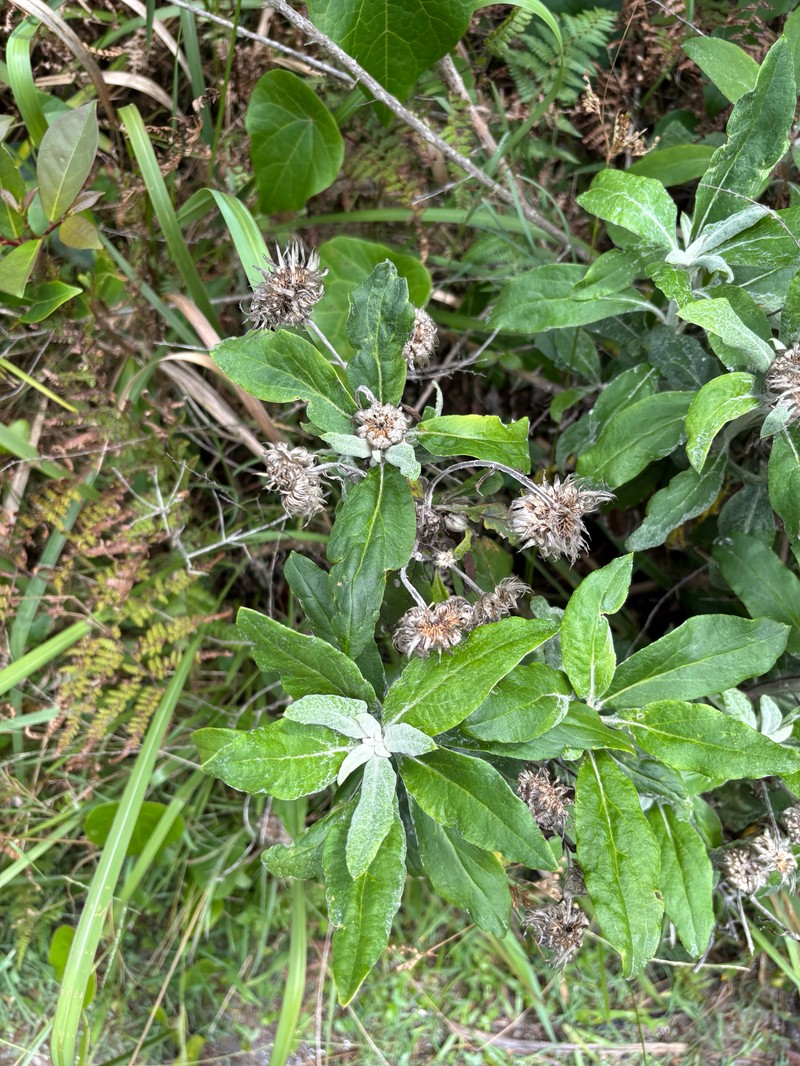 Leucozoma elatum subsp. elatum photo 3