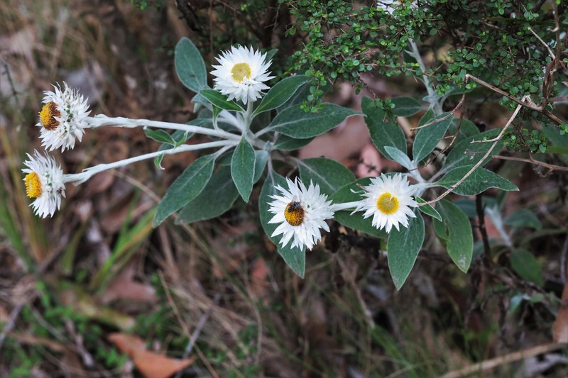 Leucozoma elatum subsp. minus
