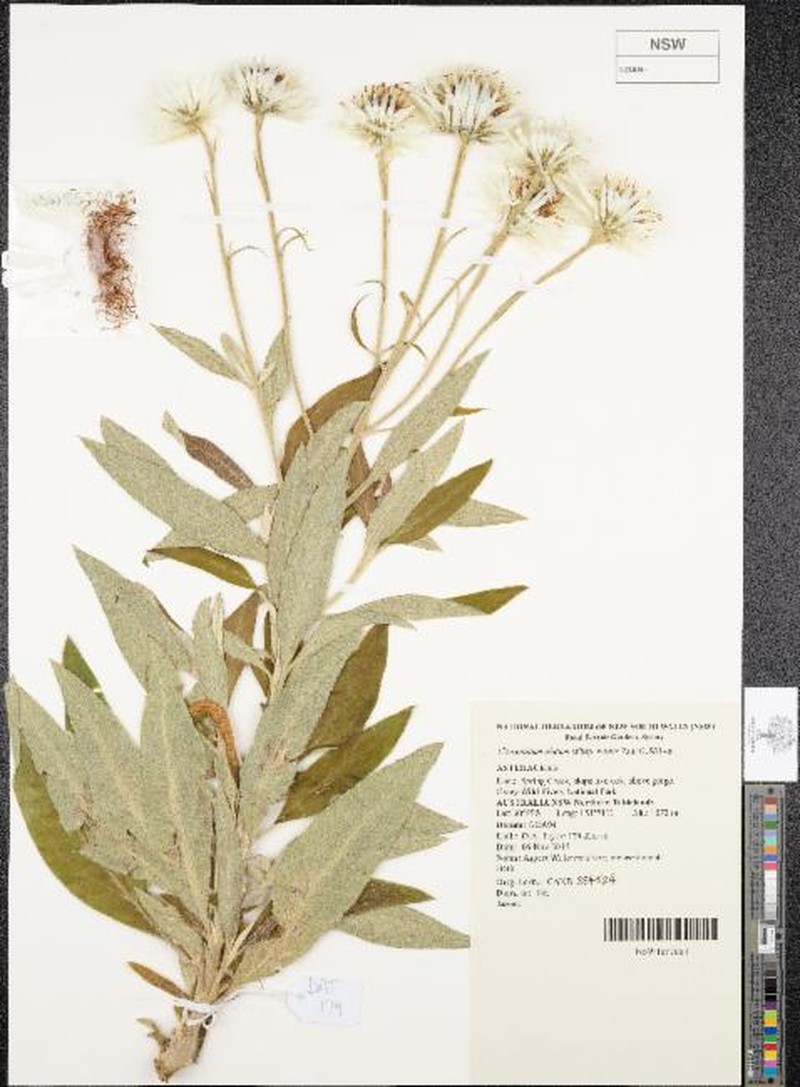 Leucozoma elatum subsp. minus photo 2