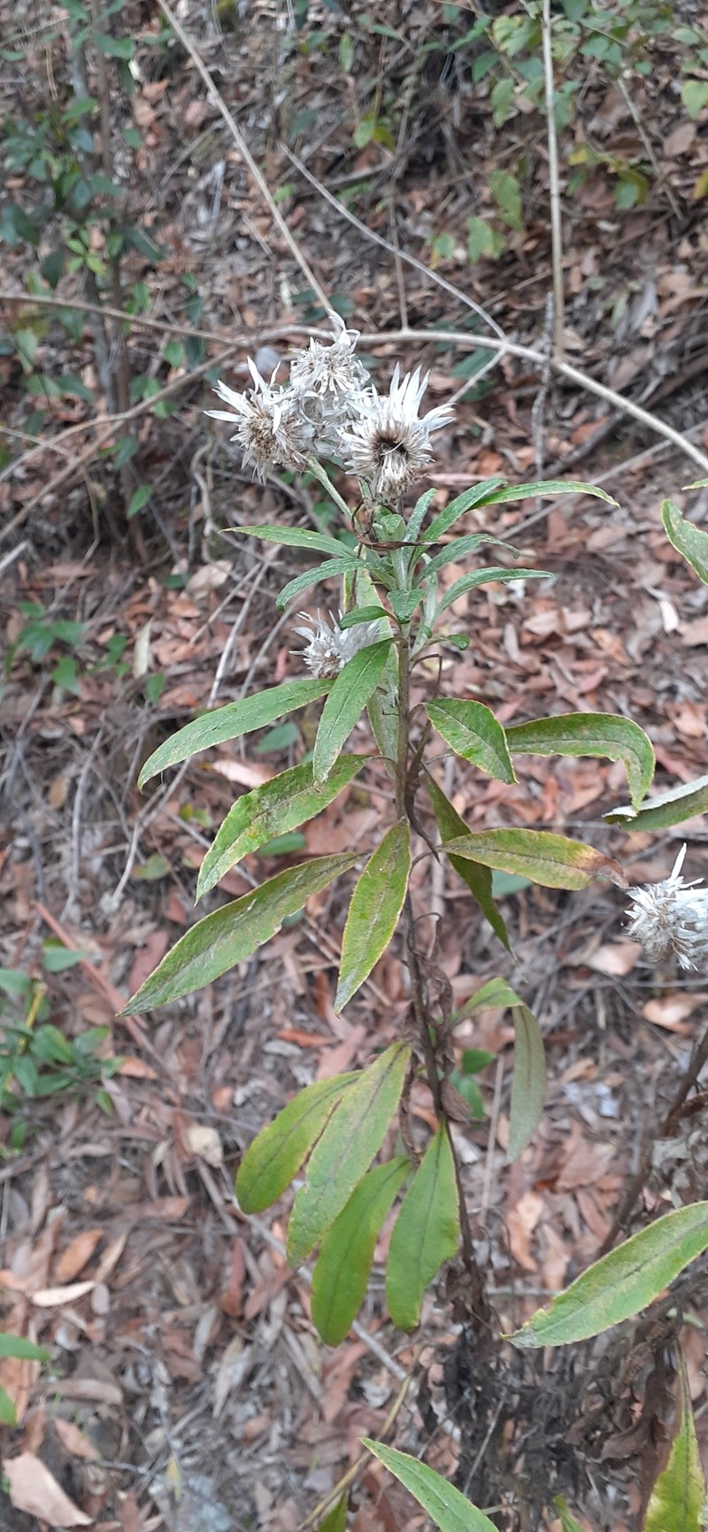 Leucozoma elatum subsp. vellerosum