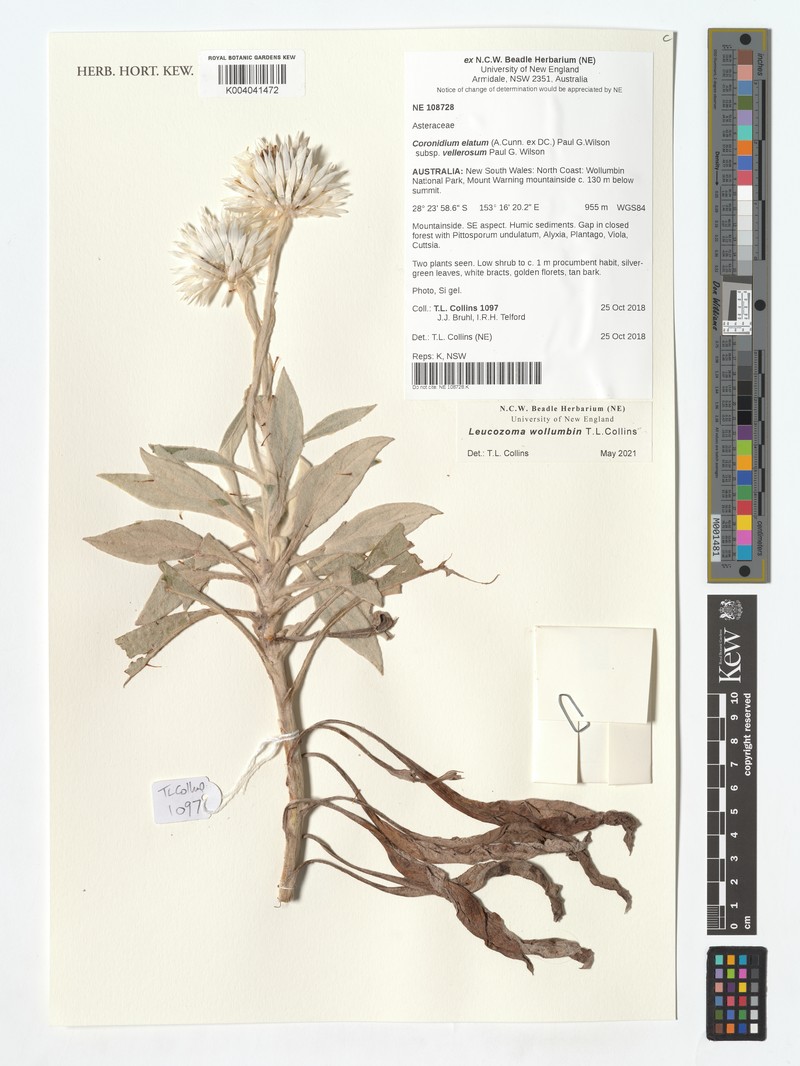 Leucozoma elatum subsp. vellerosum photo 2