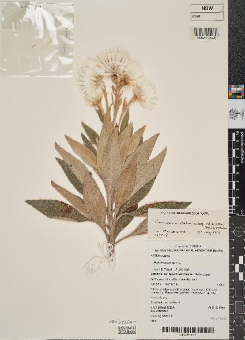 Leucozoma elatum subsp. vellerosum photo 3