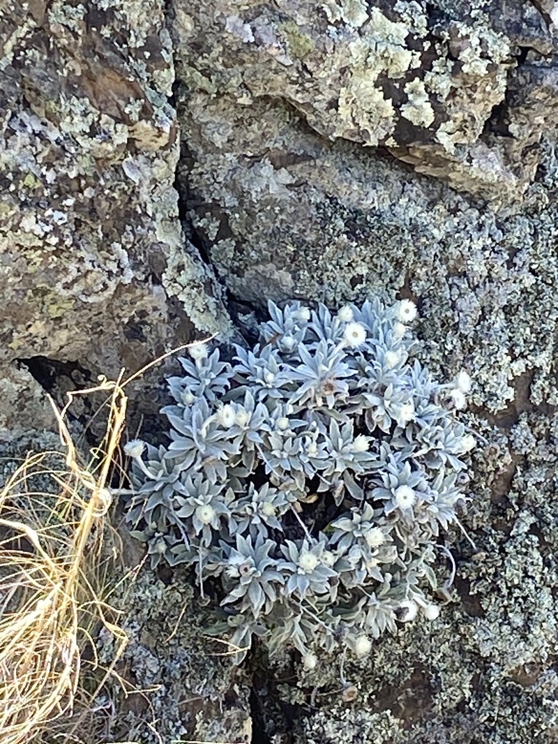 Leucozoma kaputaricum